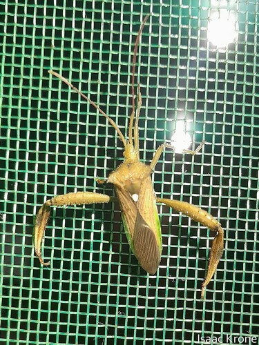 Ichilocoris mirabilis