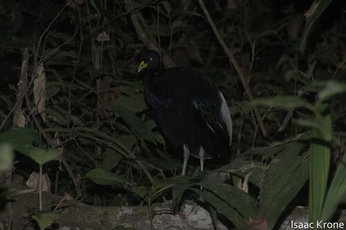 Pale-winged Trumpeter (Psophia leucoptera), photo 3