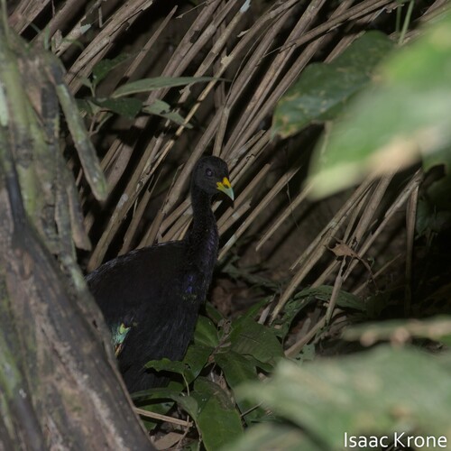 Pale-winged Trumpeter (Psophia leucoptera), photo 4