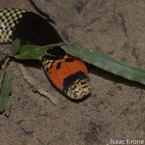 Black-necked Amazonian Coralsnake