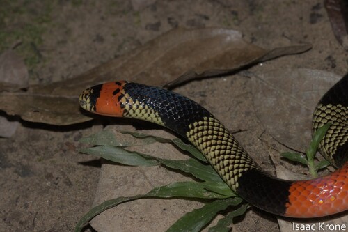 Black-necked Amazonian Coralsnake