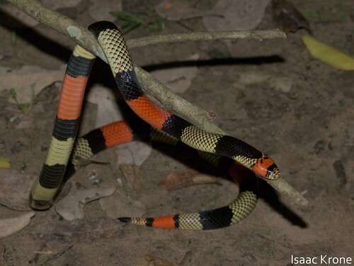 Black-necked Amazonian Coralsnake