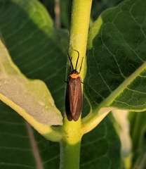 Cisseps fulvicollis