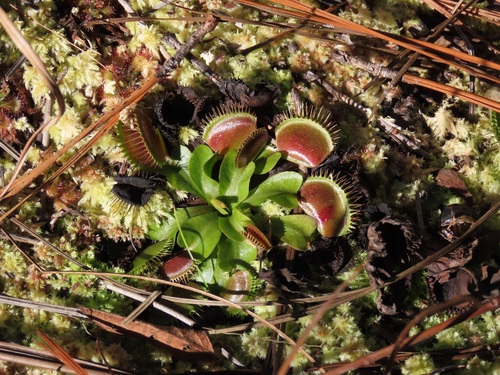 Dionaea muscipula iNat (3)