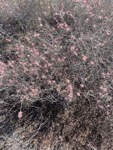 Calliandra eriophylla