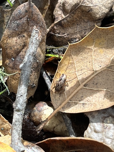 iNaturalist observation photo of Chaparral camel crickets