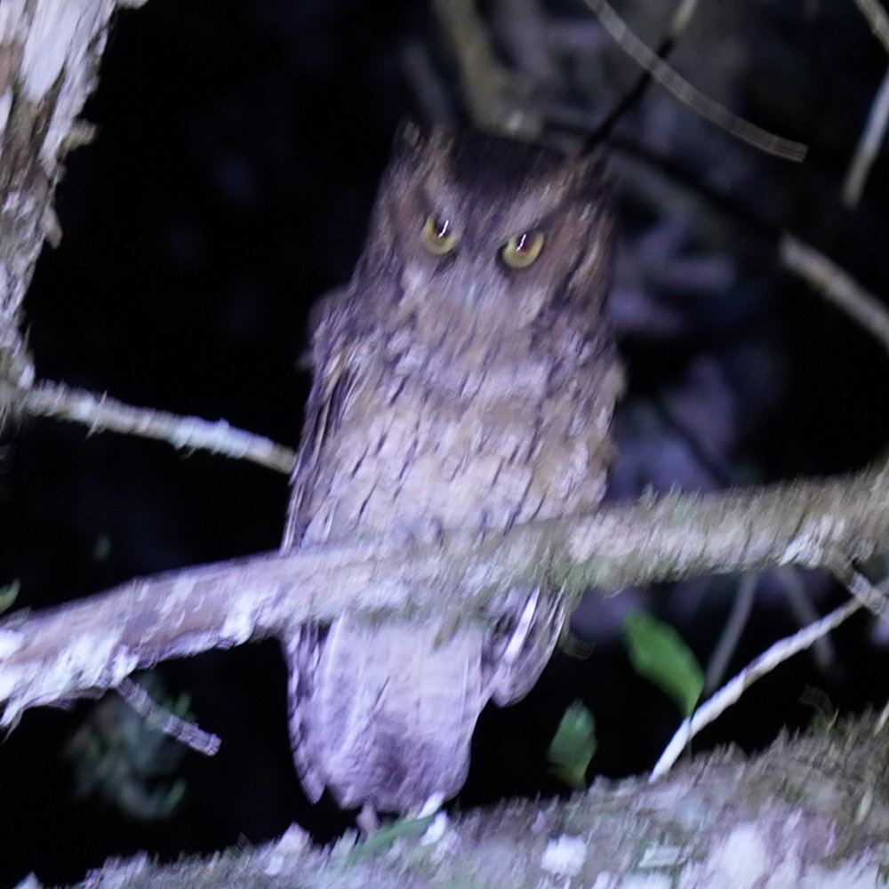 Long-tufted Screech Owl (Megascops sanctaecatarinae), photo 10