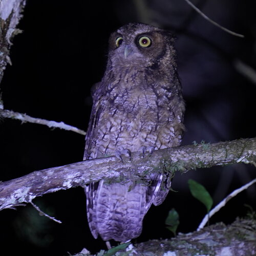 Long-tufted Screech Owl (Megascops sanctaecatarinae), photo 5