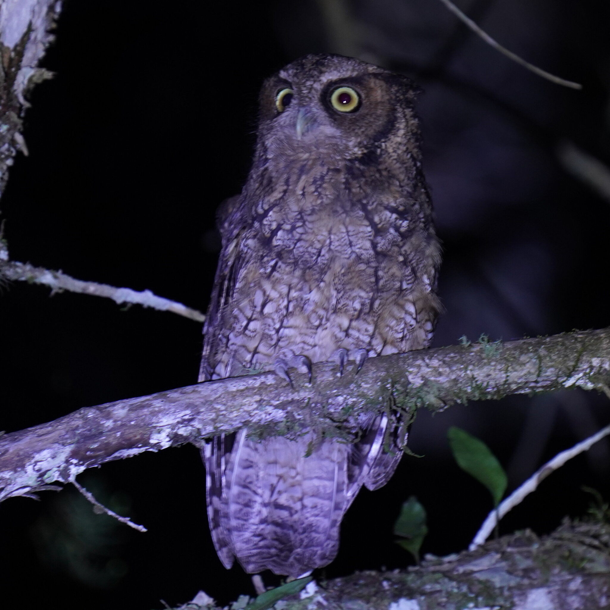 Long-tufted Screech Owl (Megascops sanctaecatarinae), photo 8