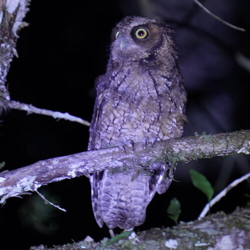Long-tufted Screech Owl (Megascops sanctaecatarinae), photo 6