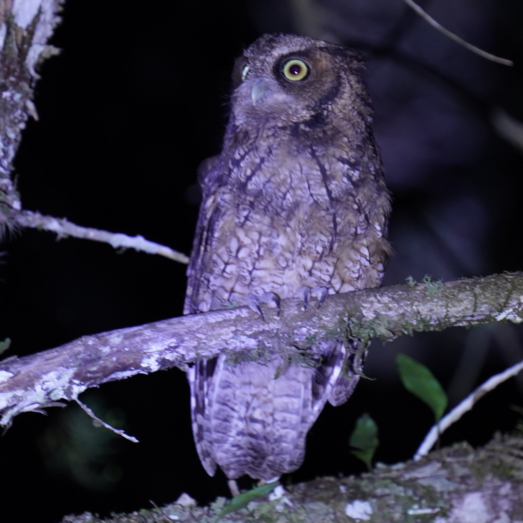 Long-tufted Screech Owl (Megascops sanctaecatarinae), photo 9