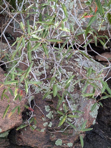 Image of Vauquelinia californica by (c) Rachel Stringham, some rights reserved (CC BY)