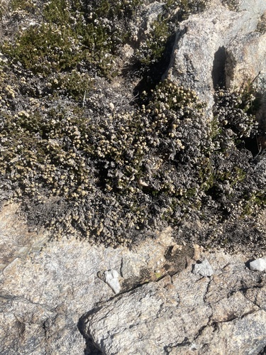 Arizona spikemoss (Selaginella arizonica)