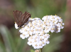Callophrys spinetorum