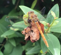 Sympetrum striolatum