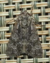 Acronicta impressa
