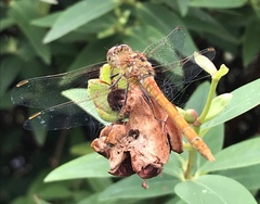 Sympetrum striolatum