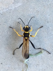 Sceliphron fistularium