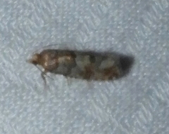 Eucopina tocullionana