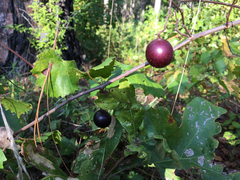 Vitis rotundifolia rotundifolia