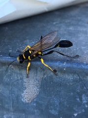 Sceliphron fistularium