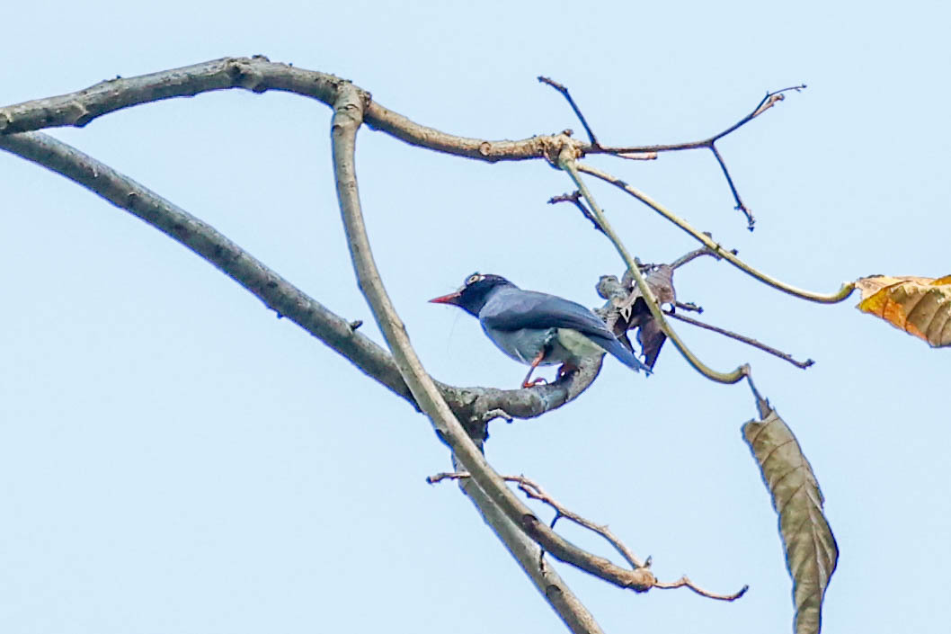 Chestnut-fronted Helmetshrike (Prionops scopifrons), photo 10