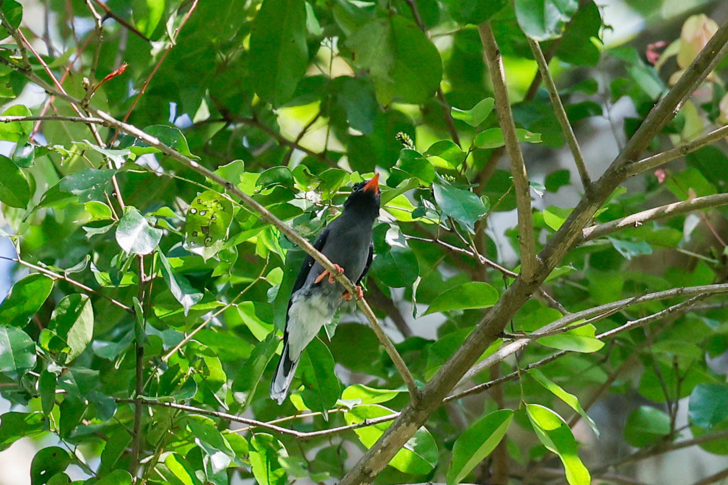 Chestnut-fronted Helmetshrike (Prionops scopifrons), photo 9