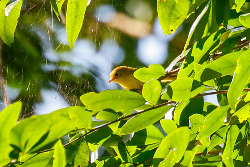 Little Yellow Flycatcher (Erythrocercus holochlorus), photo 1