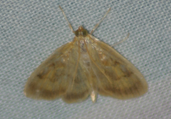 Crocidophora tuberculalis