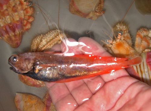 Metallic codling (Physiculus sterops) — Moridae