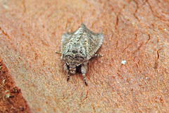 Dasygaster padockina