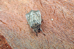 Dasygaster padockina