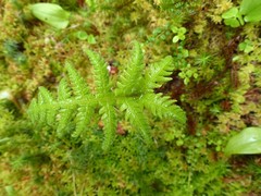 Phegopteris connectilis