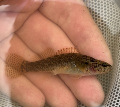 Barrens Darter photo 5
