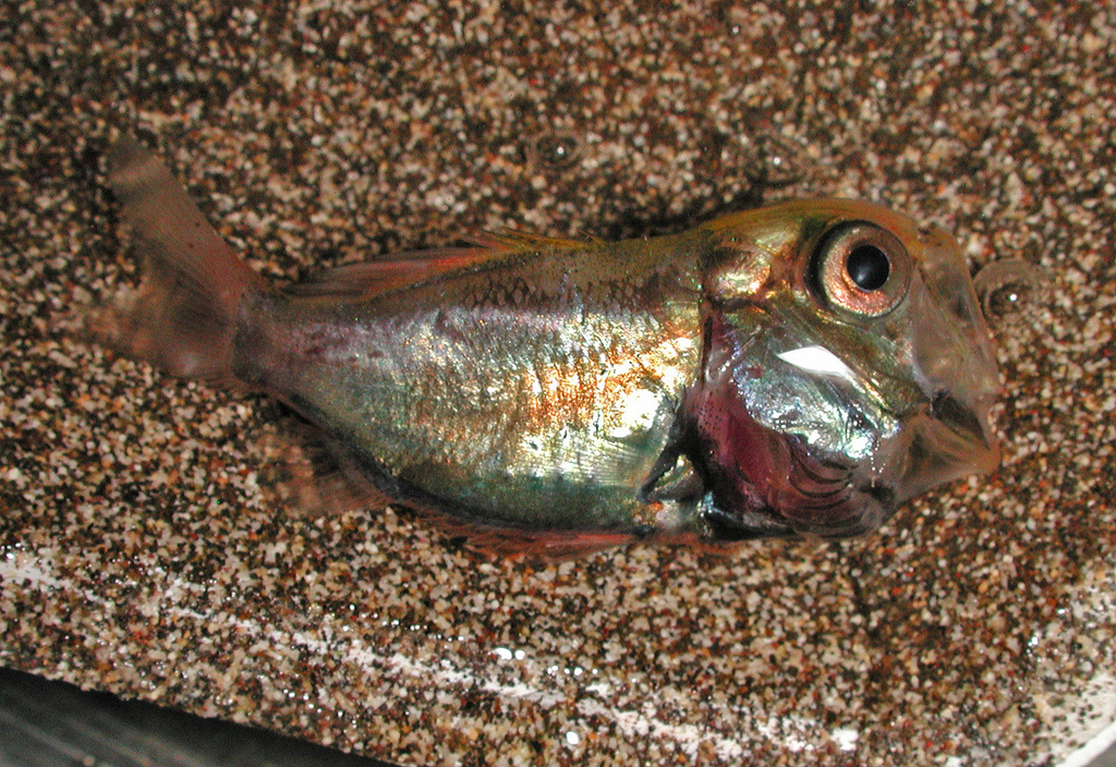 Hawaiian Luminous Roughy