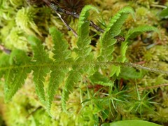 Phegopteris connectilis