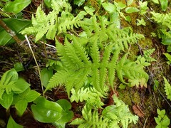 Phegopteris connectilis