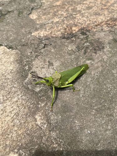 Taphronota calliparea