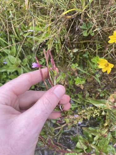 Epilobium denticulatum (Epilobium denticulatum)