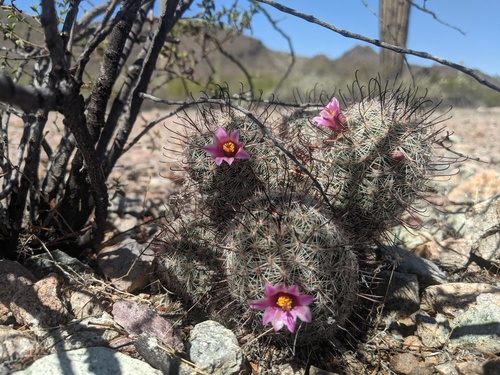 Graham's fishhook cactus (Cochemiea grahamii)
