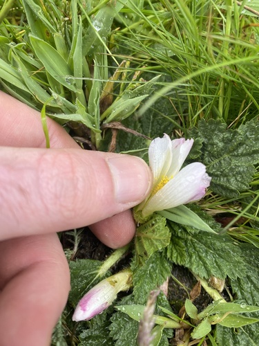 Acaulimalva rhizantha (Acaulimalva rhizantha)