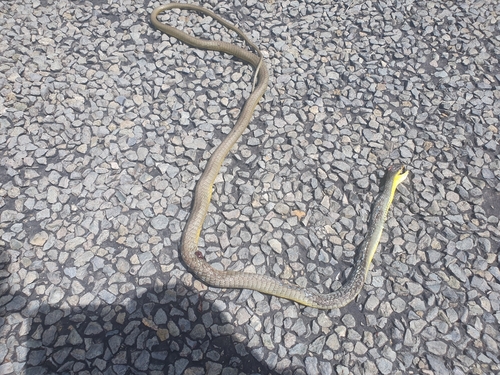 Common Tree Snake sighting