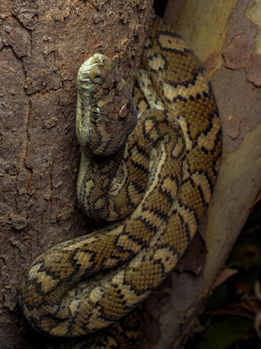 Coastal Carpet Python sighting