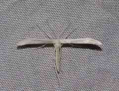 Hellinsia homodactylus