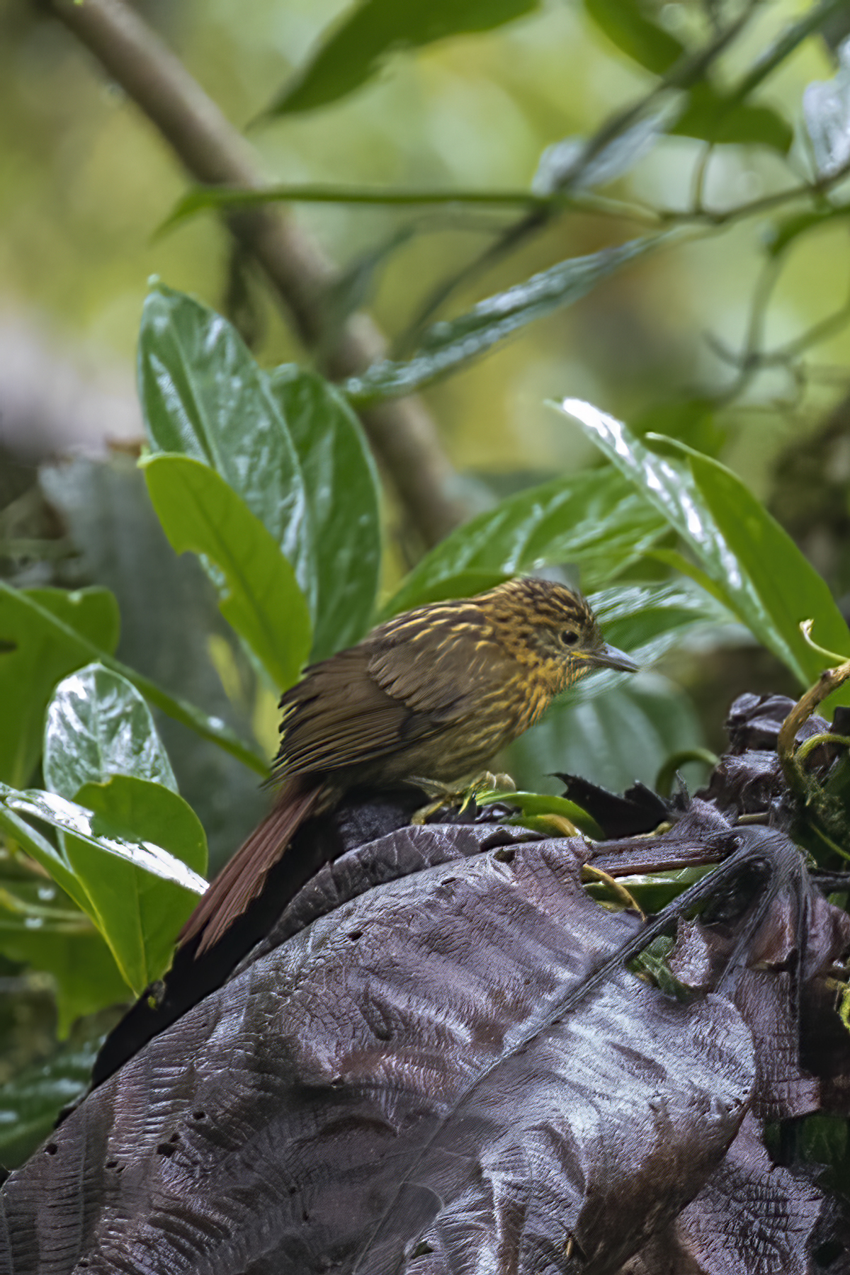 Striped Treehunter (Thripadectes holostictus), photo 4