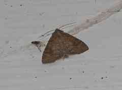 Parastichtis suspecta