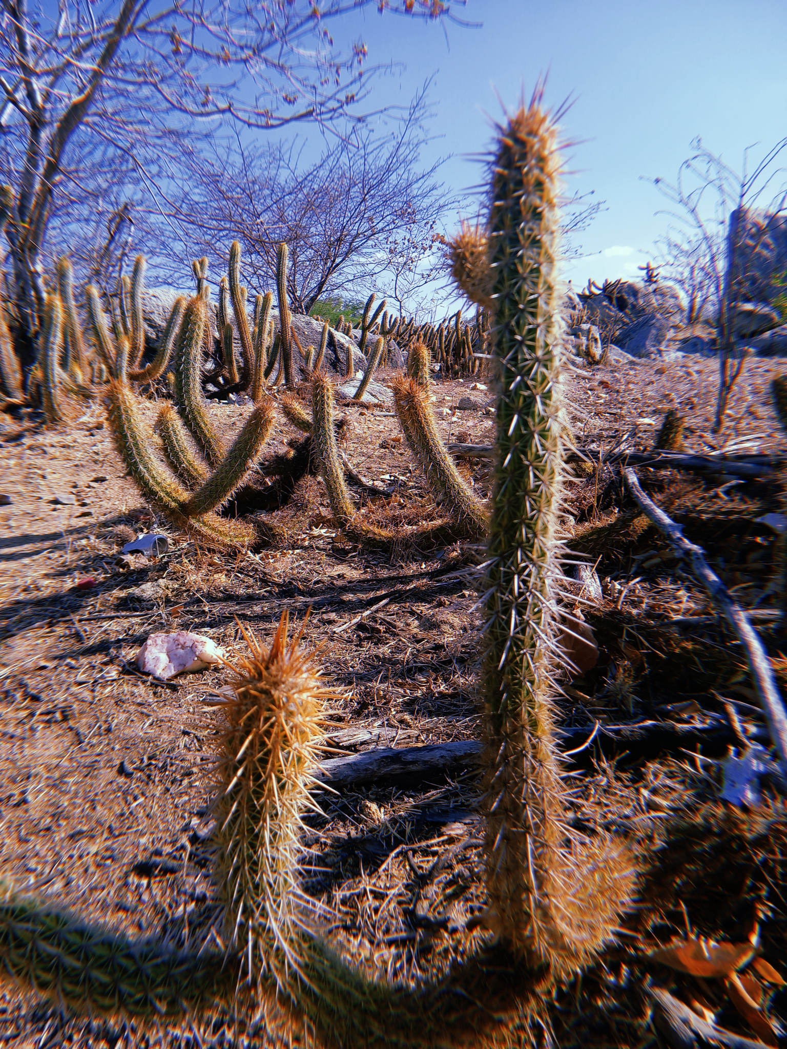 Xiquexique gounellei