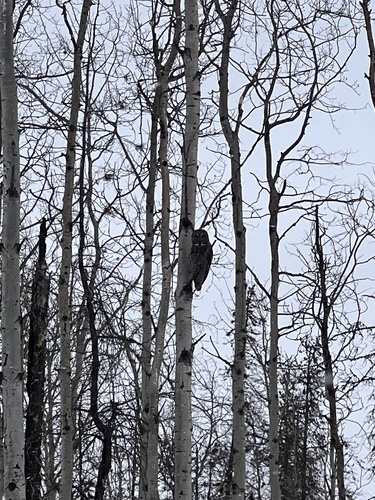 Great Gray Owl