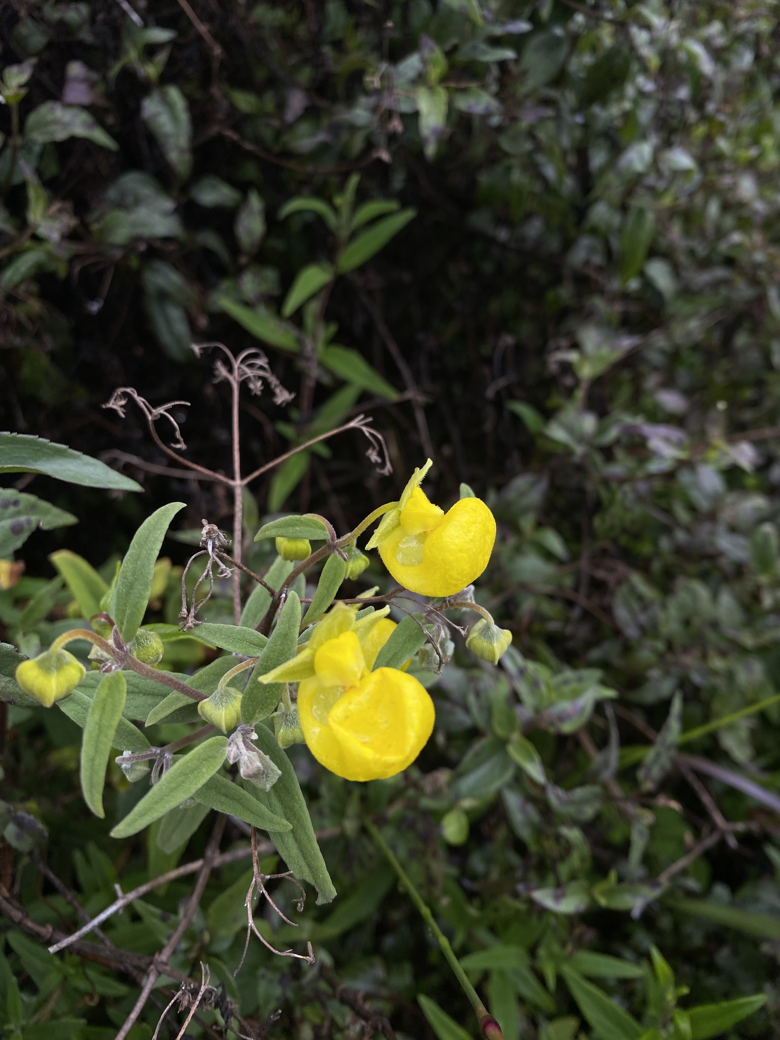 Calceolaria engleriana