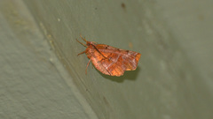 Selenia alciphearia